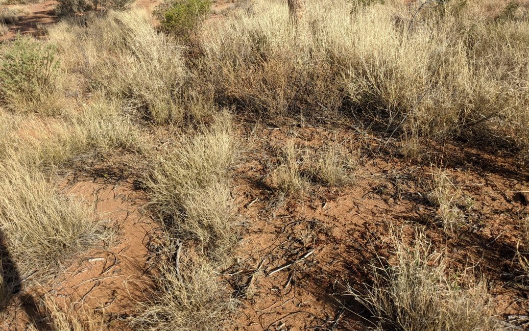 THE SURVIVORS  – RECENT OBSERVATIONS OF INTRODUCED PASTURE PLANTS IN WESTERN QUEENSLAND